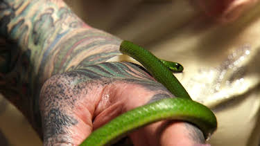 12:00 AM: Snakes In The City | Nat Geo Wild | 1/4 2026