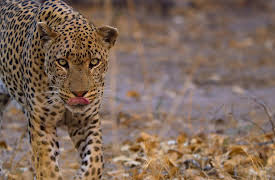 Earthsounds: African Water Worlds