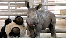 The Zoo: San Diego