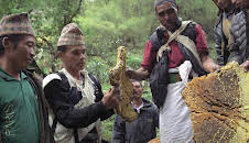 Die Bienenflüsterer