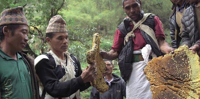 03:05: Die Bienenflüsterer | Arte | 11/4 2025