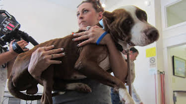 16:00: Pit Bulls & Parolees (S4 E15) (S4) | Animal Planet | 12/24 2025