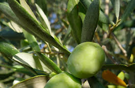 French delicatessen: Olives from provence