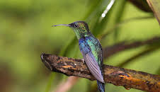 Expeditionen ins Tierreich (2/2)