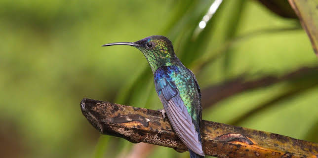 20:15: Expeditionen ins Tierreich (2/2) | NDR Fernsehen | 2/18 2026