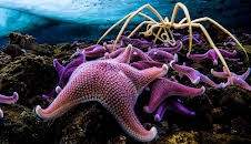 Seven Worlds, One Planet