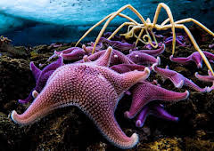 Seven Worlds, One Planet