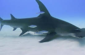 Shark Academy, Season 1: Diving With Giant Hammers