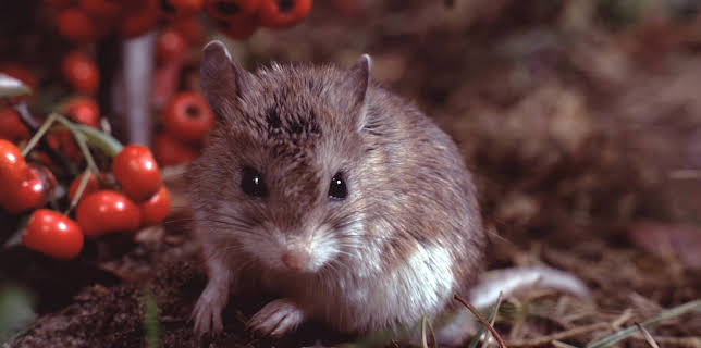 09:53: Little Giants (S1 E2) (S1) | Animal Planet | 11/16 2025