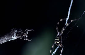 Race of Life: The Race Underfoot