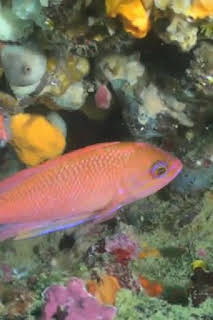 16:58: Catalunya salvatge: Episodi 1 | Esport 3 | 3/31 2026