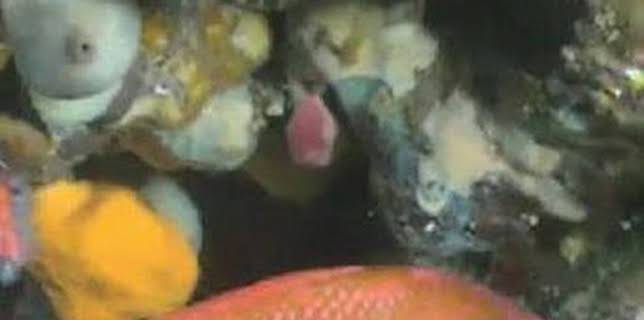 15:06: Catalunya salvatge: La frontera glacial | Esport 3 | 12/8 2025