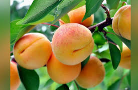 The Botanist's Eye: Identifying the Plants around You: Rose Eudicots: Roses, Mulberries, and Elms