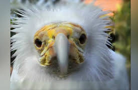 Caught in the Act, Season 1: Monster Marlin