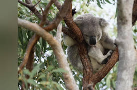 Great Barrier Reef - A Living Treasure | Narrated by Russell Crowe: Coral Islands