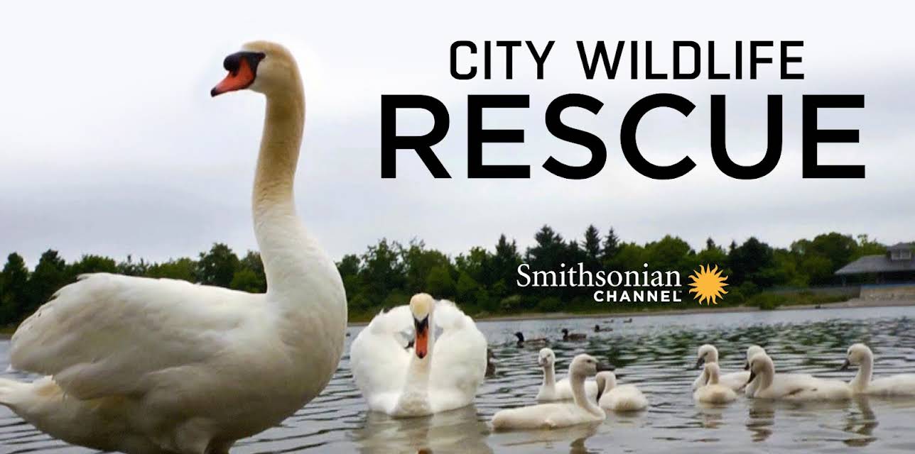 City Wildlife Rescue