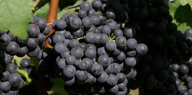 13:15: Tief verwurzelt, der Blaufränkisch im Burgenland | 3SAT | 2/8 2026