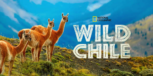 11:00 AM: Wild Chile | Nat Geo Wild | 12/14 2025