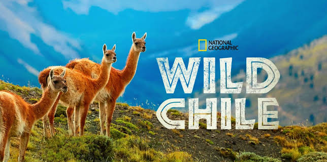 Wild Chile