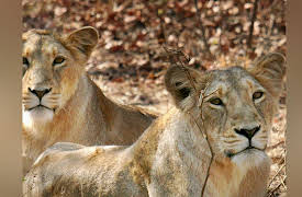 World's Wildest Encounters: Episode 1