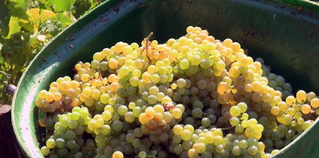 06:00: Die erstaunliche Erfolgsgeschichte des Rieslings an Mosel, Saar und Ruwer (1/2) | SR Fernsehen | 11/23 2025