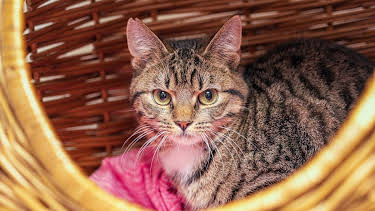 18:00: Tiere suchen ein Zuhause | WDR Fernsehen | 4/19 2026