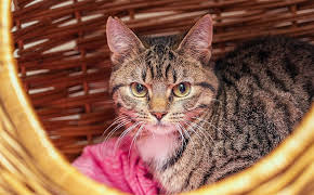 Tiere suchen ein Zuhause