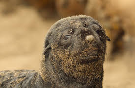 Wild Babies: Nykomlingar