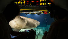 Der Blaue Planet: Leuchtende Tiefsee