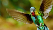 Luftakrobaten des Tierreichs