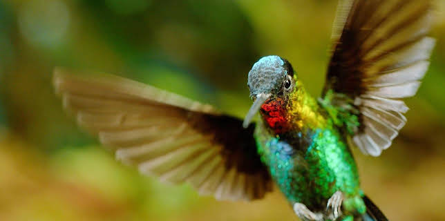 Luftakrobaten des Tierreichs