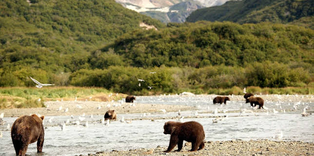 13:15: Alaskas Bären (3) | MDR Fernsehen | 2/21 2026