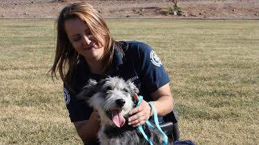 11:20: Animal Cops Phoenix (S15 E3) (S15) | Animal Planet | 1/7 2026