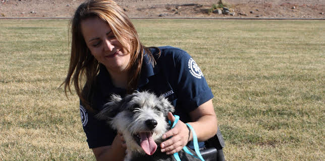 11:15: Animal Cops Phoenix (S15 E3) (S15) | Animal Planet | 11/18 2025