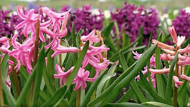 6:30 AM: The A to Z of TV Gardening | BBC Two | 6/28 2026