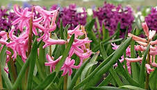 The A to Z of TV Gardening