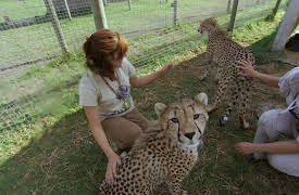Cheetah Diaries: Tailspin