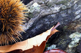 French delicatessen: The corsican chestnut