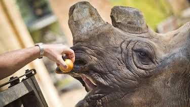 11:15: Giraffe, Erdmännchen & Co. (131) | RBB Fernsehen | 5/18 2026