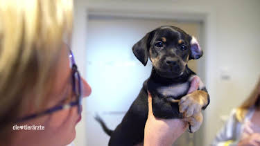 13:10: Die Tierärzte - Retter mit Herz (22) | Das Erste | 3/28 2026