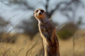 Earthsounds: African Deserts