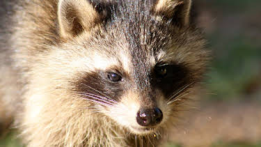 09:30: Wild Appalachia | Animal Planet | 2/1 2026