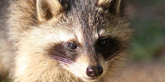 13:05: Wild Appalachia | Animal Planet | 2/3 2026