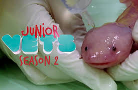 Junior Vets: A Mysterious Lump