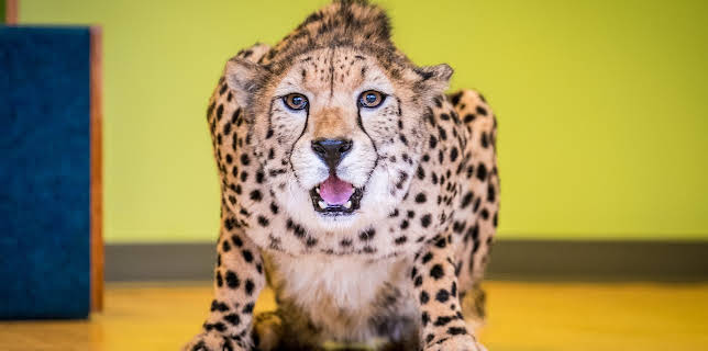 00:00: The Bronx Zoo (S1 E6) (S1) | Animal Planet | 2/27 2026