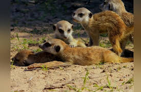 Spy in the Wild: Spy in the Wild, Friendship