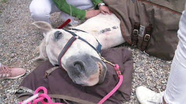 04:45: Die Tierärzte - Retter mit Herz (31) | Das Erste | 5/3 2026