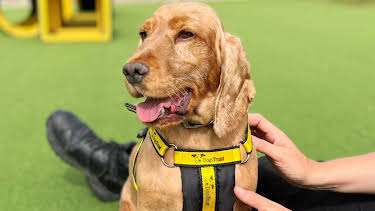 6:00 PM: Pete Wicks: For Dogs' Sake (S2 E5) (S2) | W | 4/3 2026