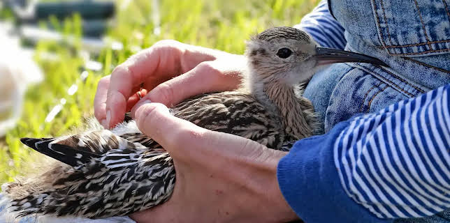 20:15: die nordstory - Hoffnung für den Brachvogel | NDR Fernsehen | 1/16 2026