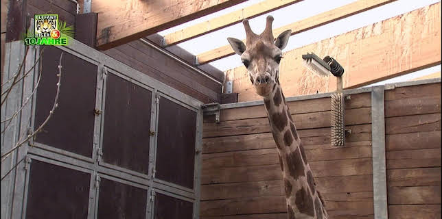 03:10: Elefant, Tiger & Co. (517) | MDR Fernsehen | 1/15 2026